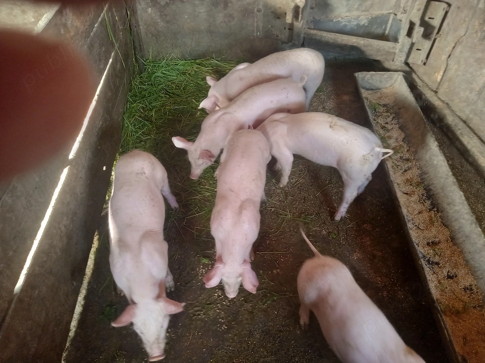 purcei de 8 saptamani antarcati  din mama landras si material seminal pietrain belgian