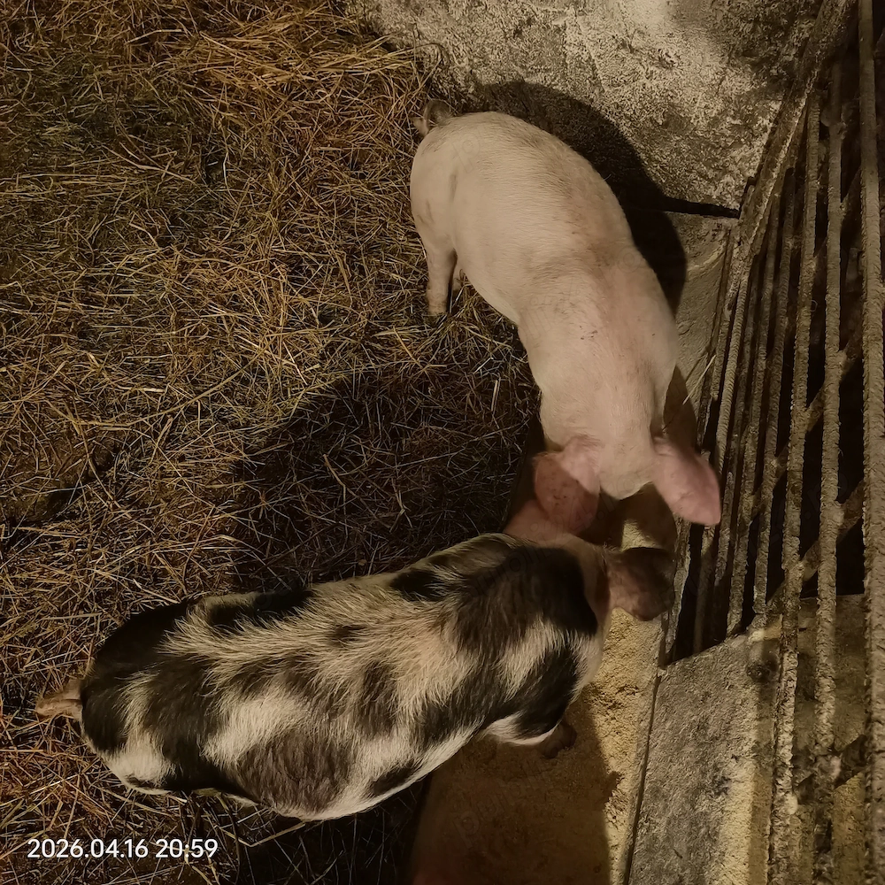 Purcei , 500 LEI pe 2 bucăți   , aprox. 20 de kg - 25kg