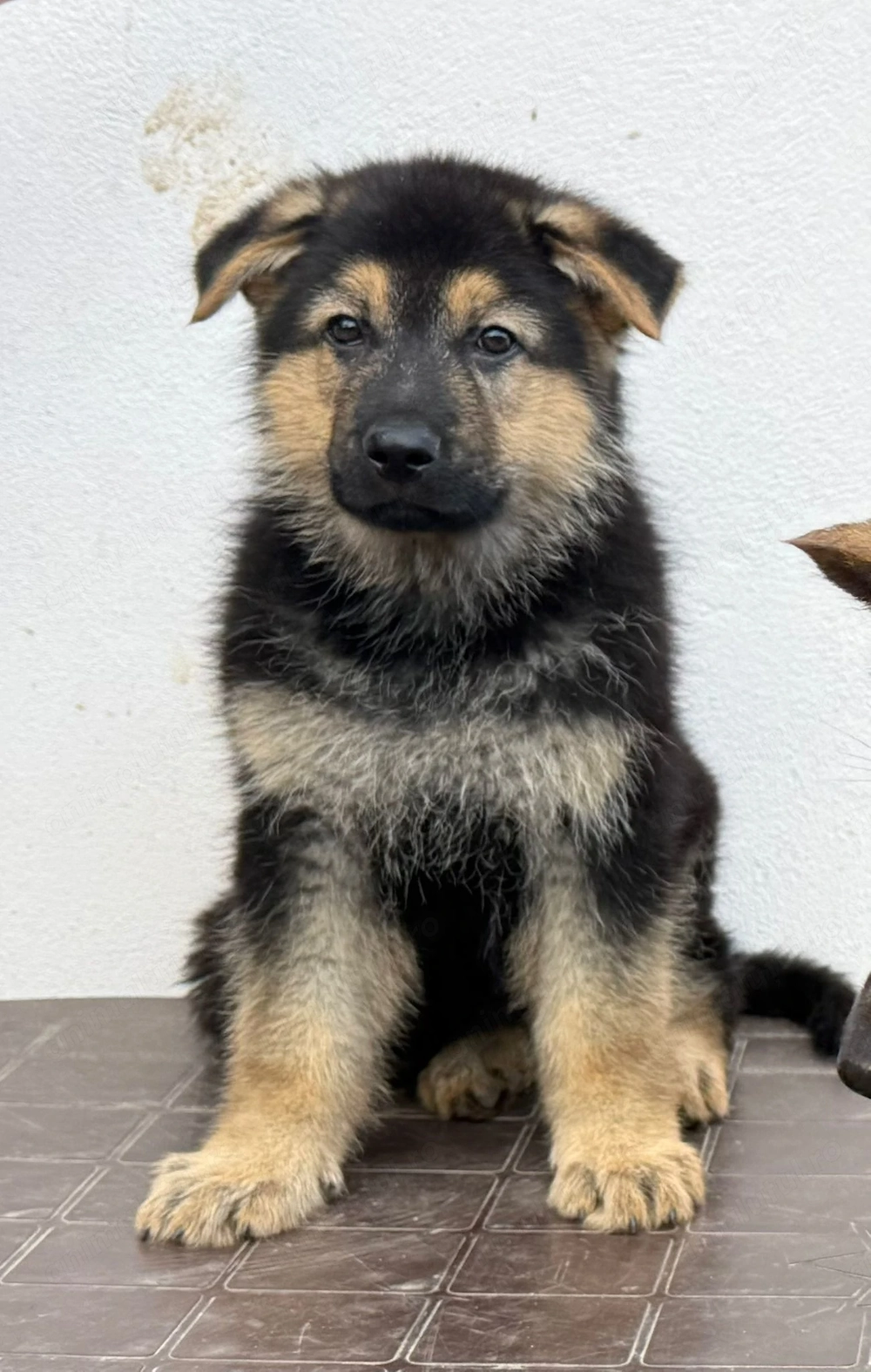 Vând pui Ciobănesc German
