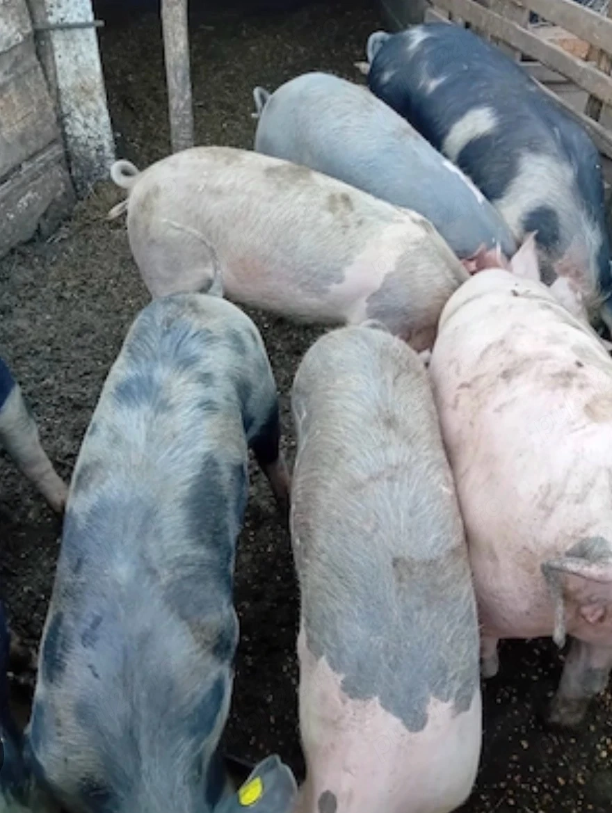 porci rasa pietran, varsta peste  6 luni jumatate