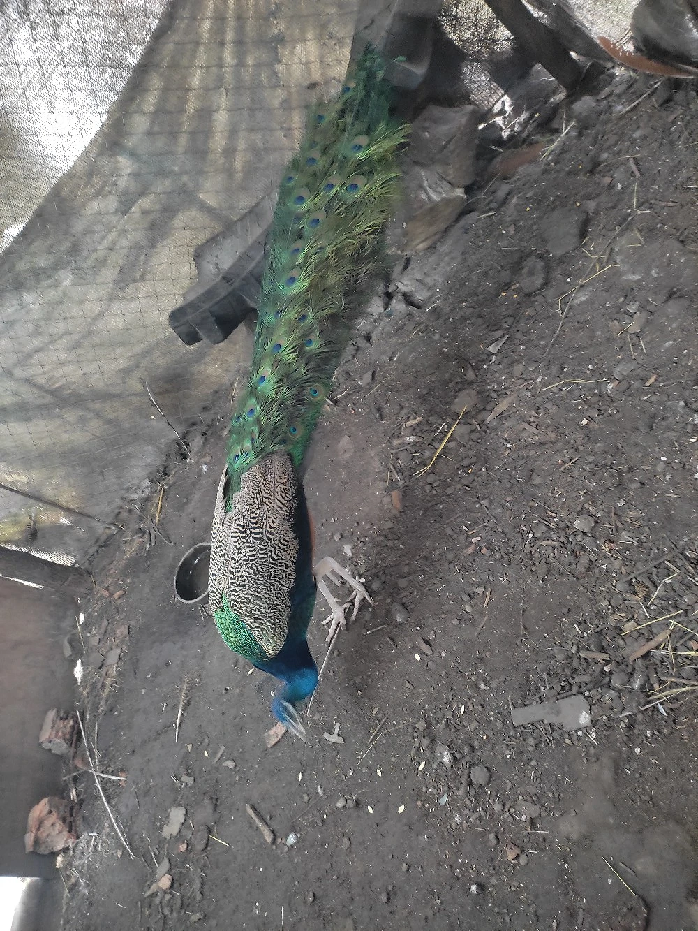 păuni mături 3 ani .