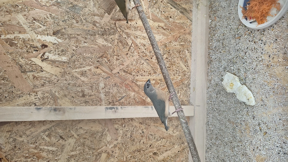 Gould amandina blue si verde si zebrute australiene 