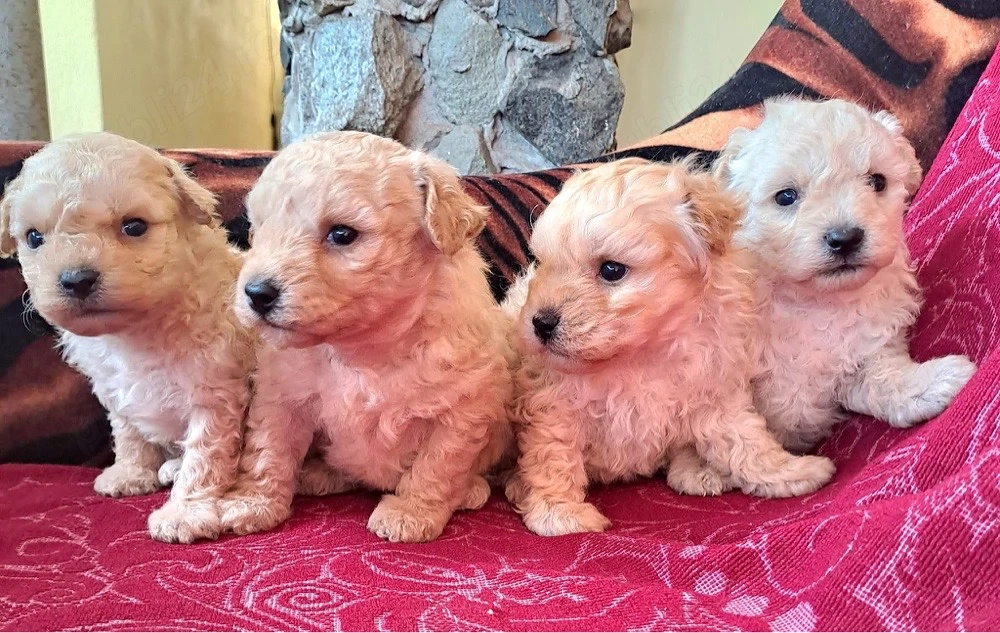 catelusi caniche in varsta  de  2 luni