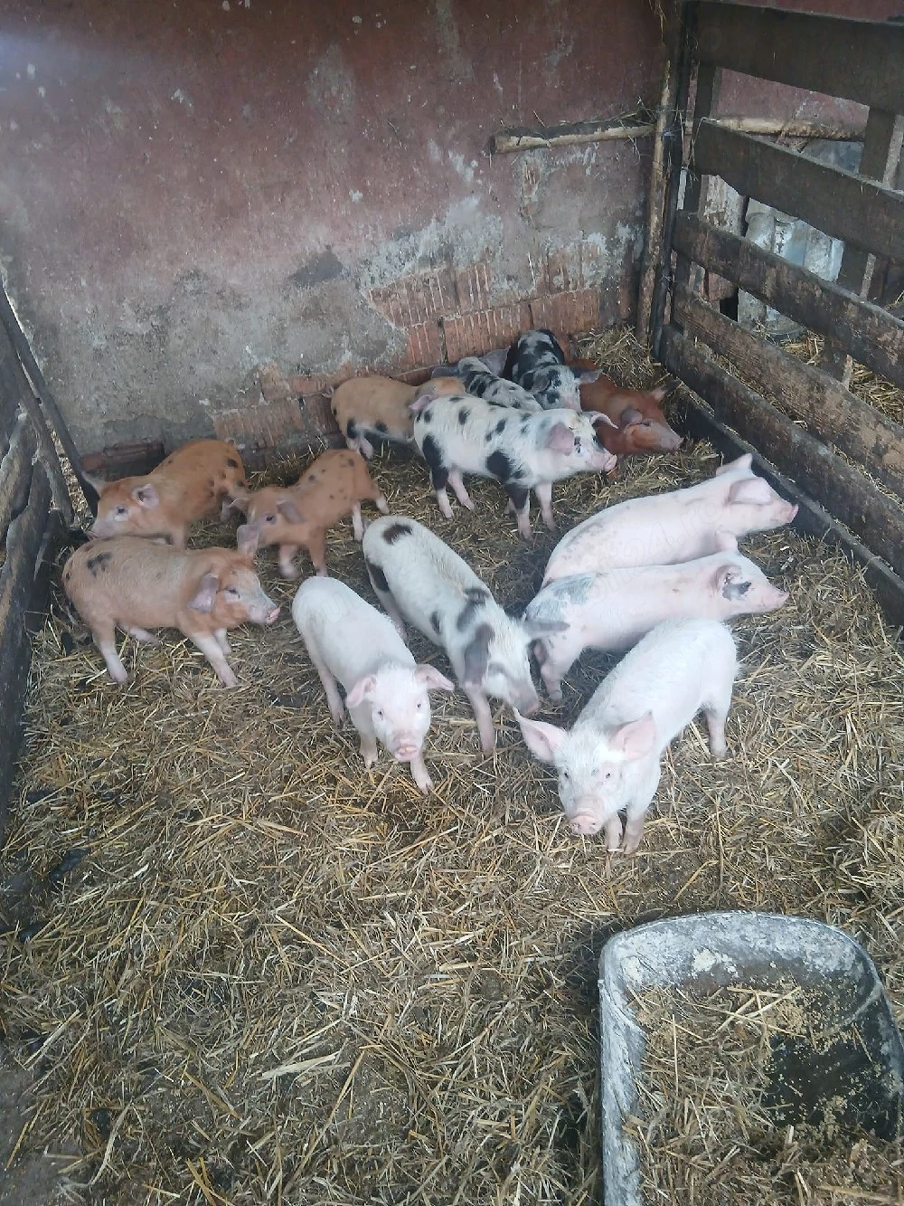 De Vânzare 13 bucăți castrați vacinați 