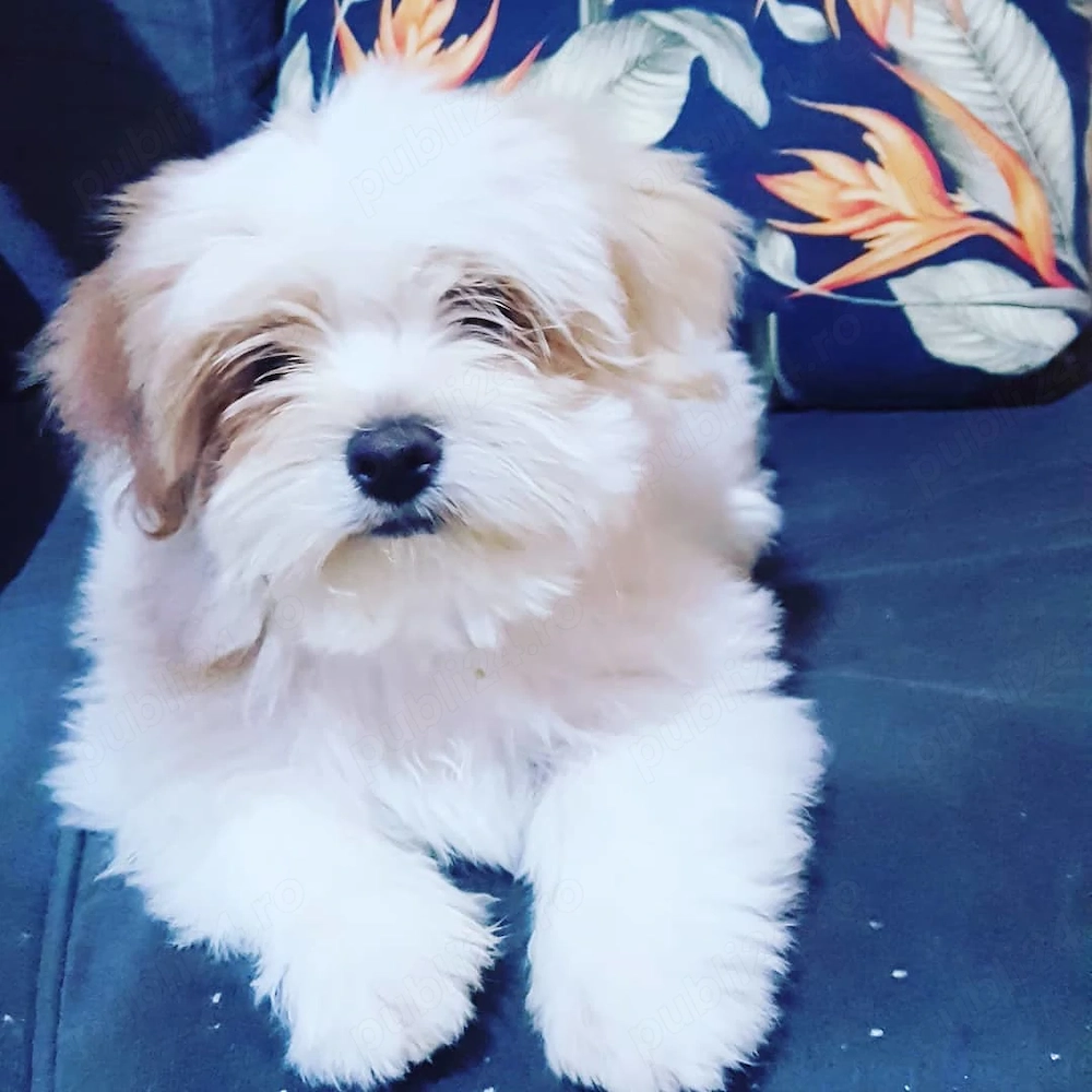 Catelusa bichon maltez maltesse