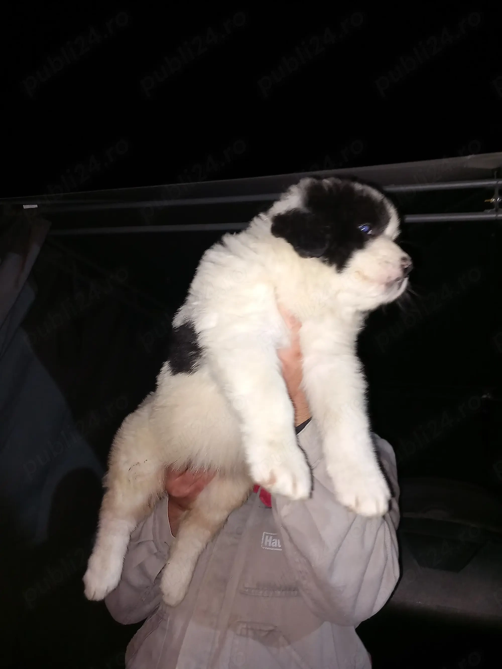 Catei ciobanesti românești de bucovina 