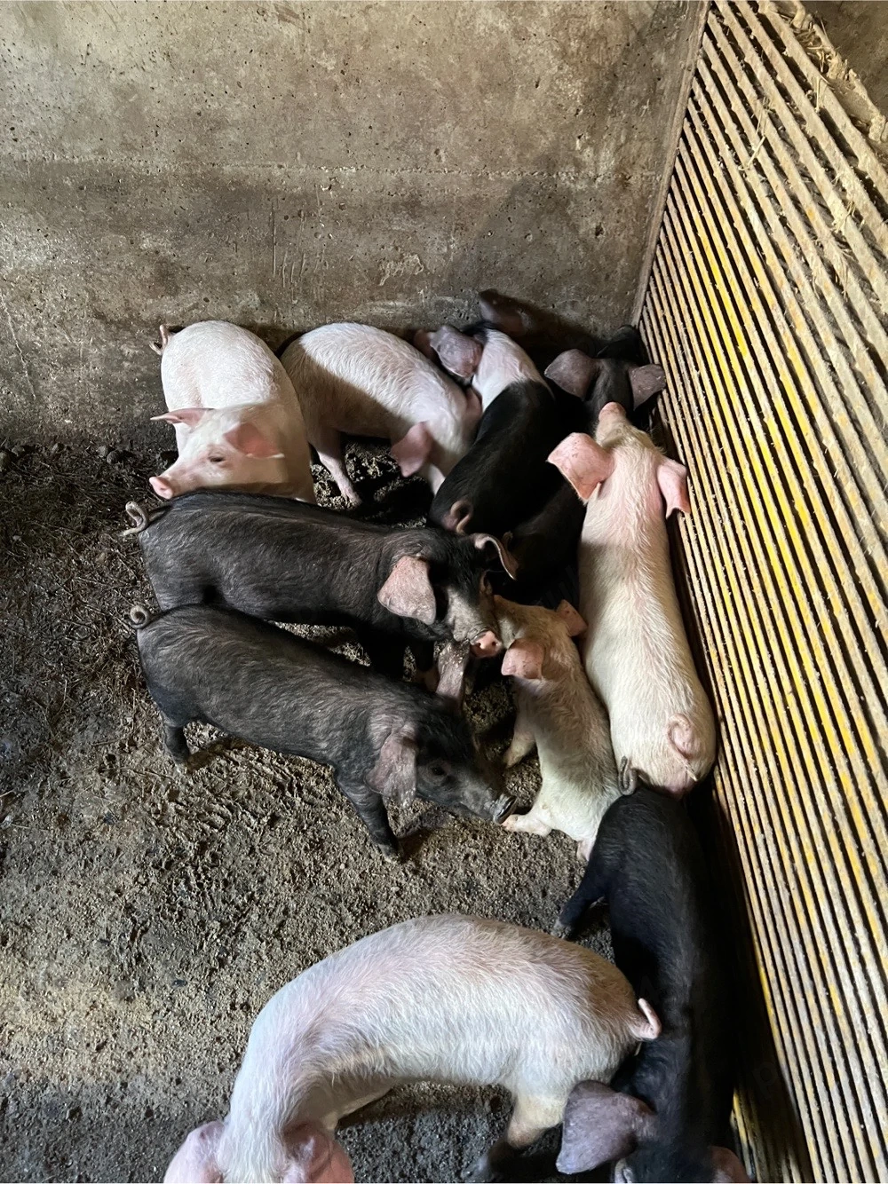 vand purcei de 9 saptamani