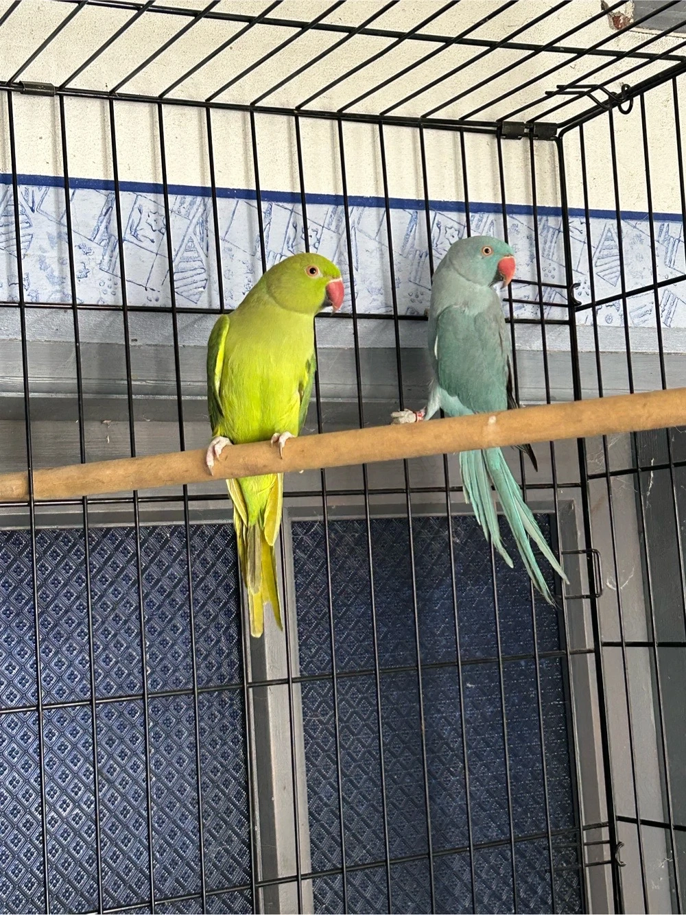 papagali micul alexandru 