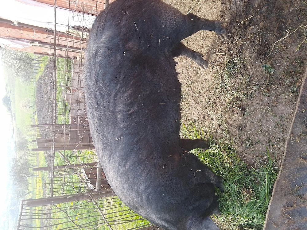 Vând porc tel zero șapte cinci noua șase șapte trei noua trei sapte 