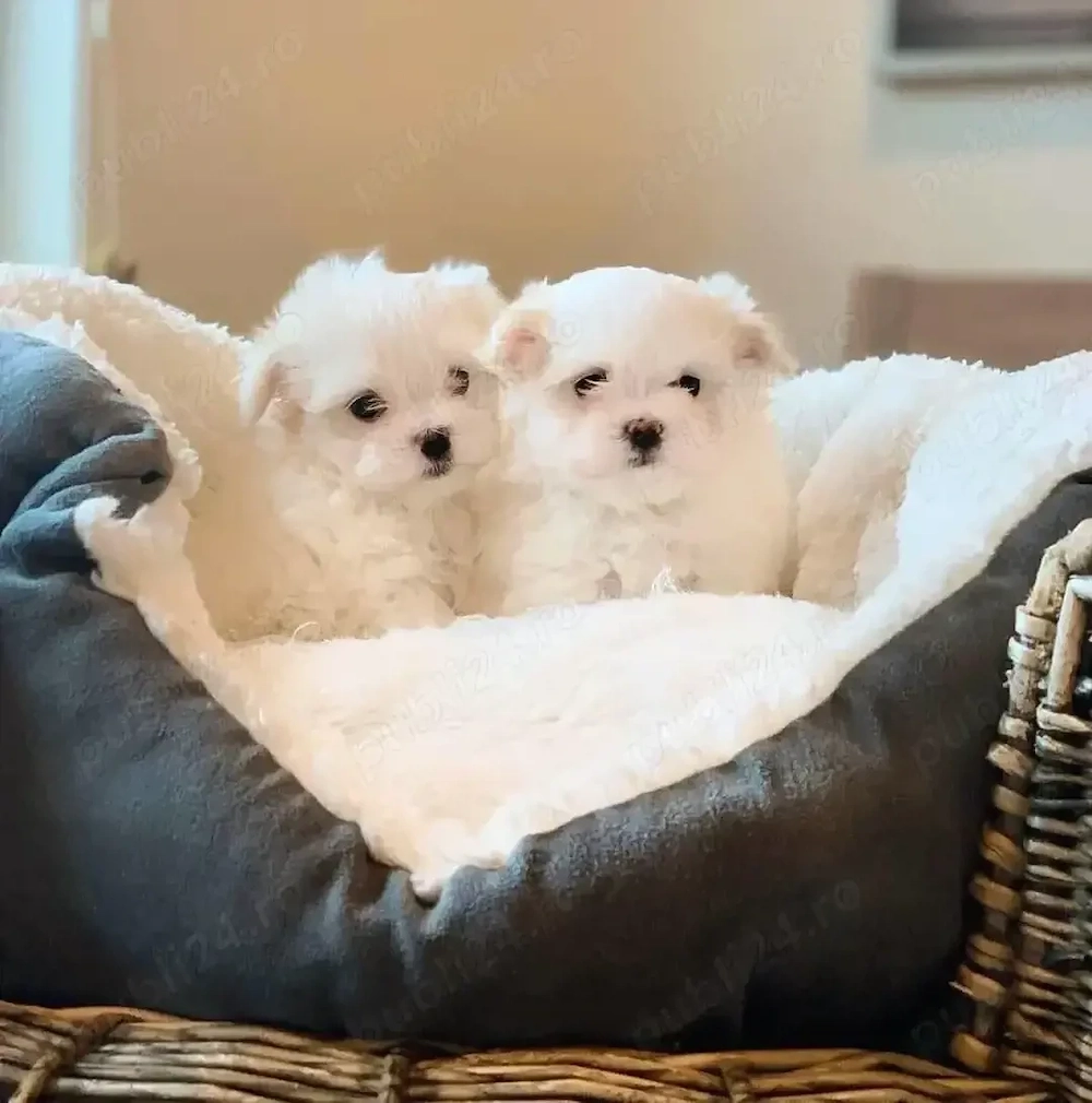 Bichon maltez disponibil!