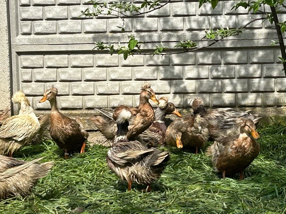 Rațe moțate și rațe polare 