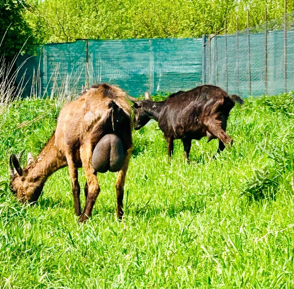 Capre Alpina Franceza genetica Deosebita