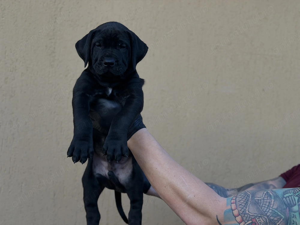 Pui de Presa Canario cu Pedigree FCI din parinti campioni