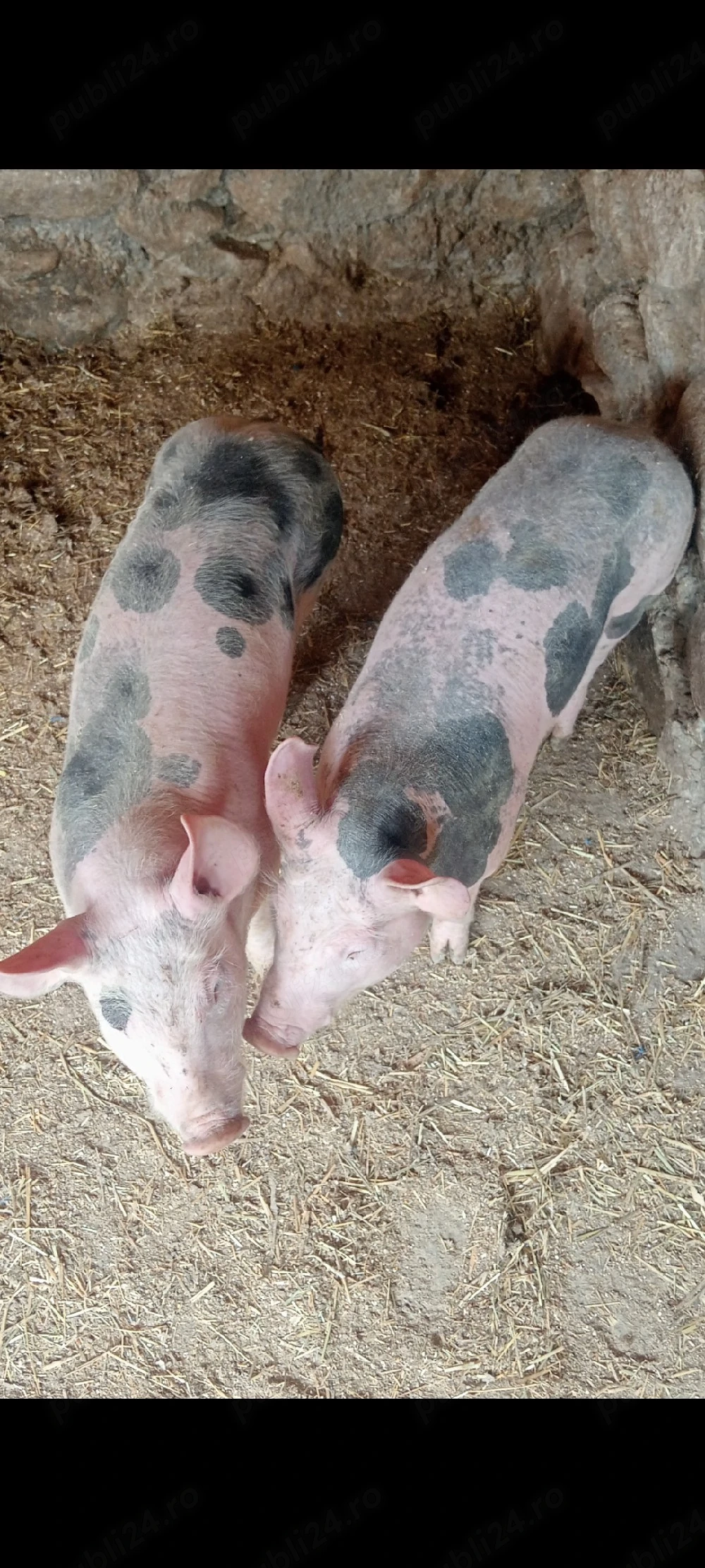 Șoldani Pietrain,3 luni,25-30 kg