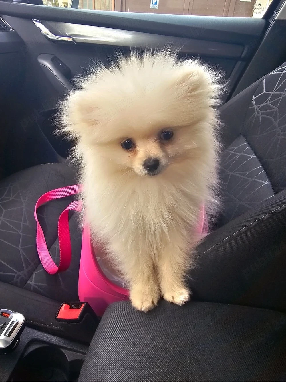 Pui Pomeranian mini super scump - pret ocazie