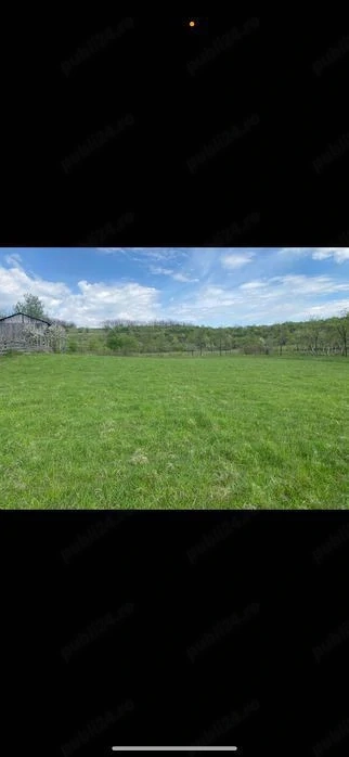 Vânzare teren 6000 mp Sălciua Nouă ( Cobălaș ) 