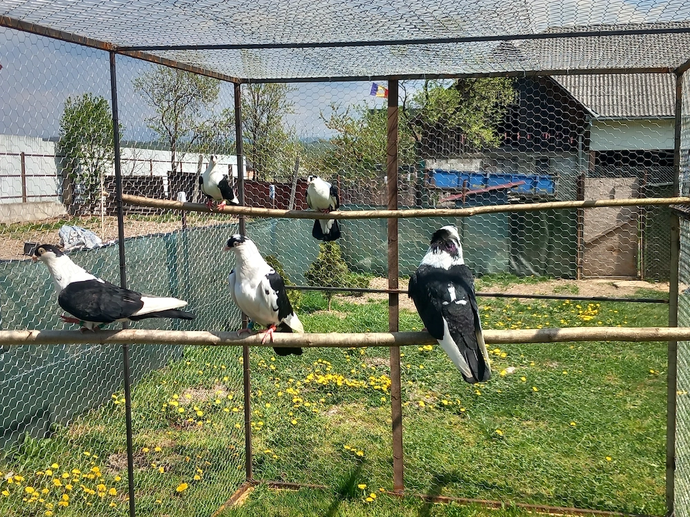 Vând Jucători de galați berbecați