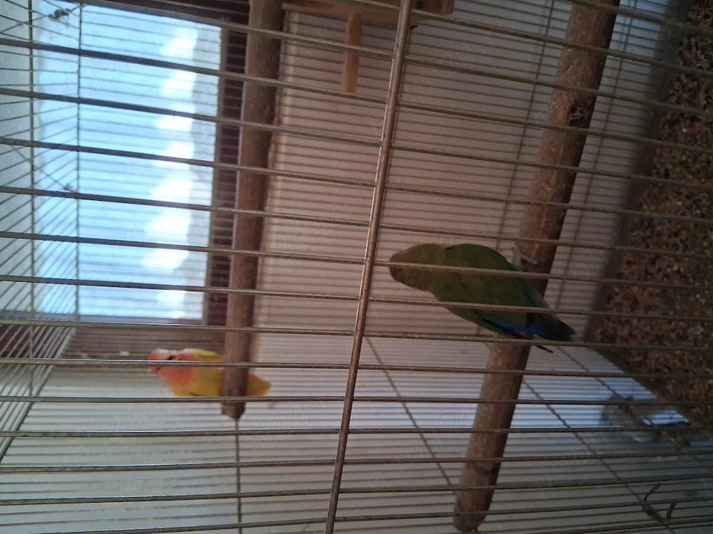 Papagali agaponis de vanzare