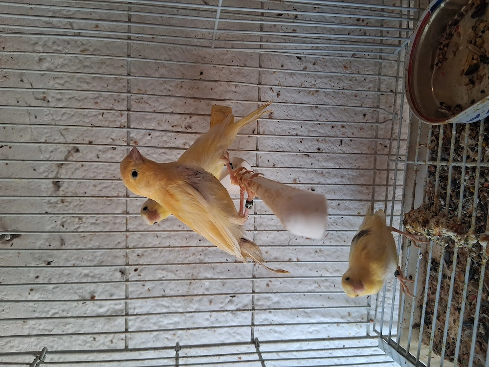 Canari de vanzare 2026