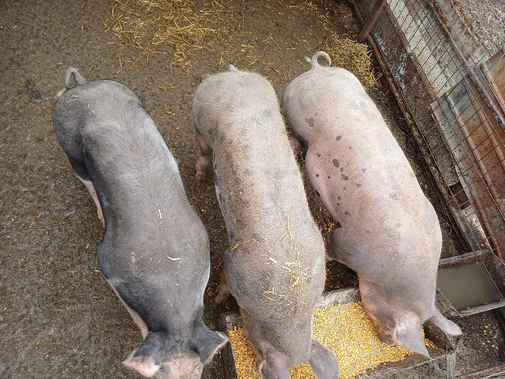 Vând 2 scrofițe și 1 vier !