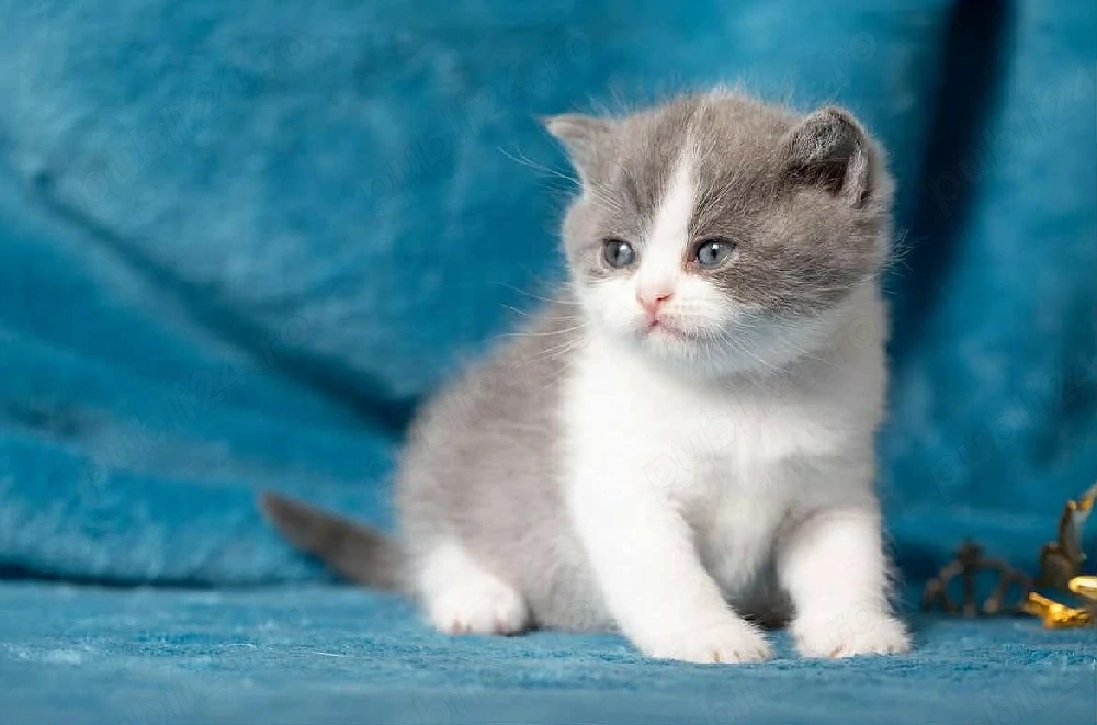 British Shorthair bicolor 