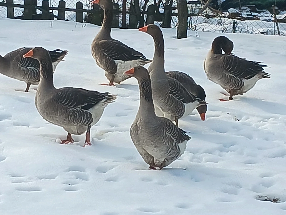 Vând gâște tuluz de anul trecut 