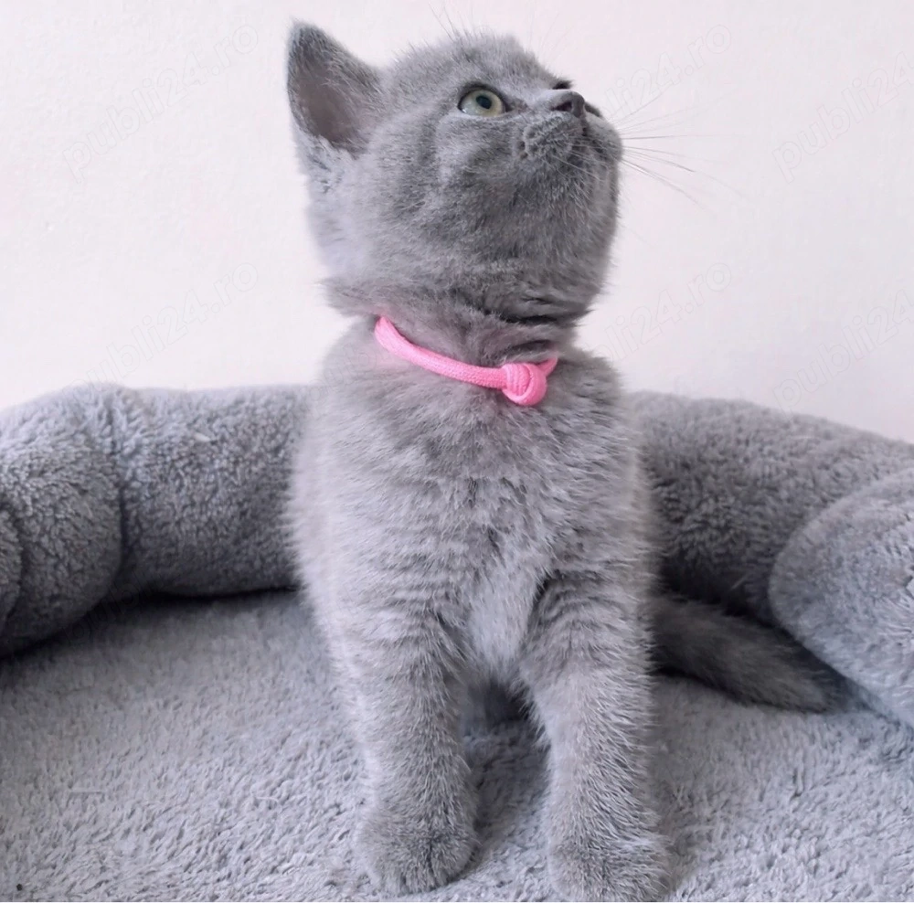 British Shorthair Blue 
