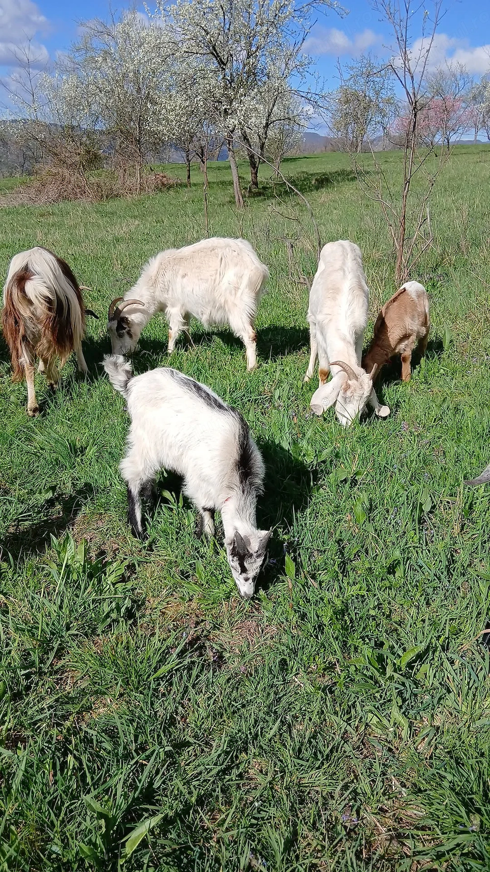 Vand capre cu iezi sau dau la schimb 