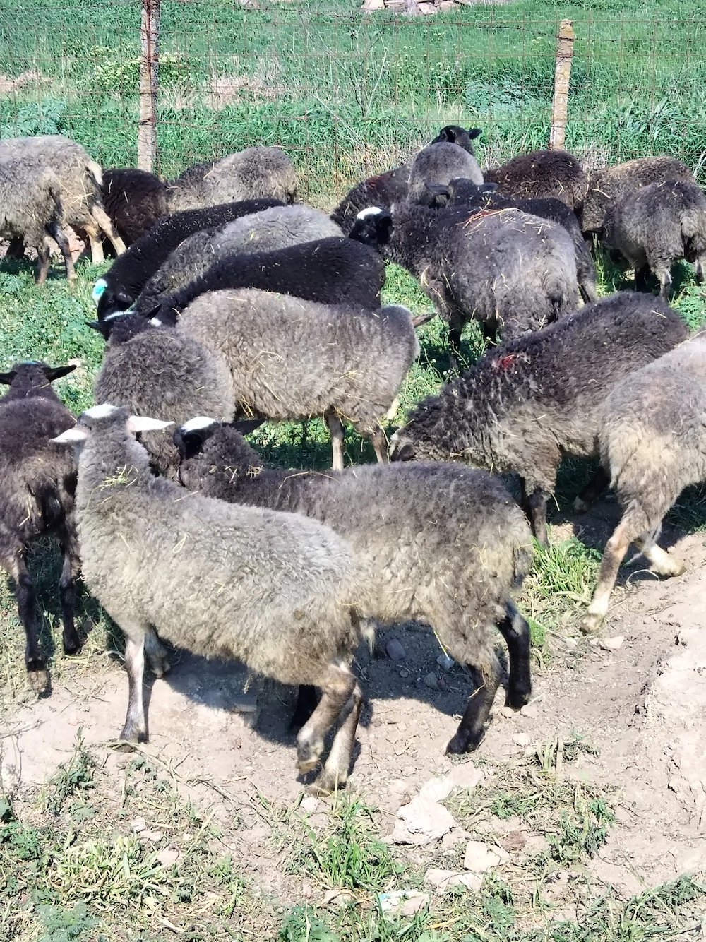 Mieluțe de vânzare 