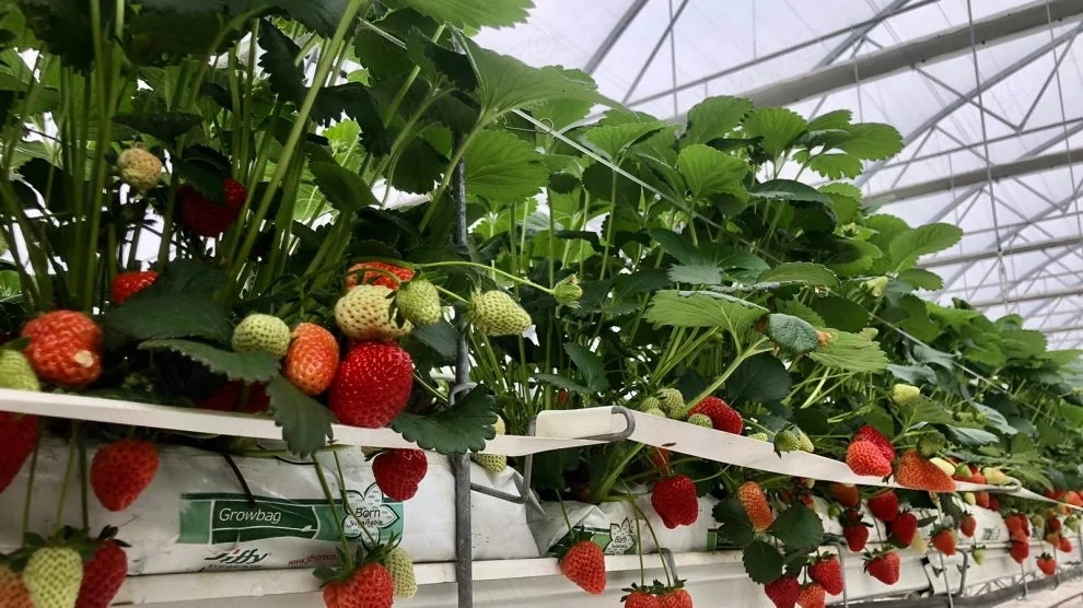 Contract 3 luni și 3 săptămâni Germania, căpșuni și zmeură 