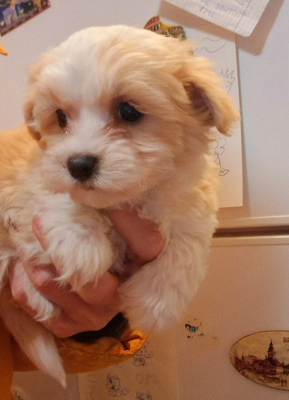 Baietel si fetita Maltipoo