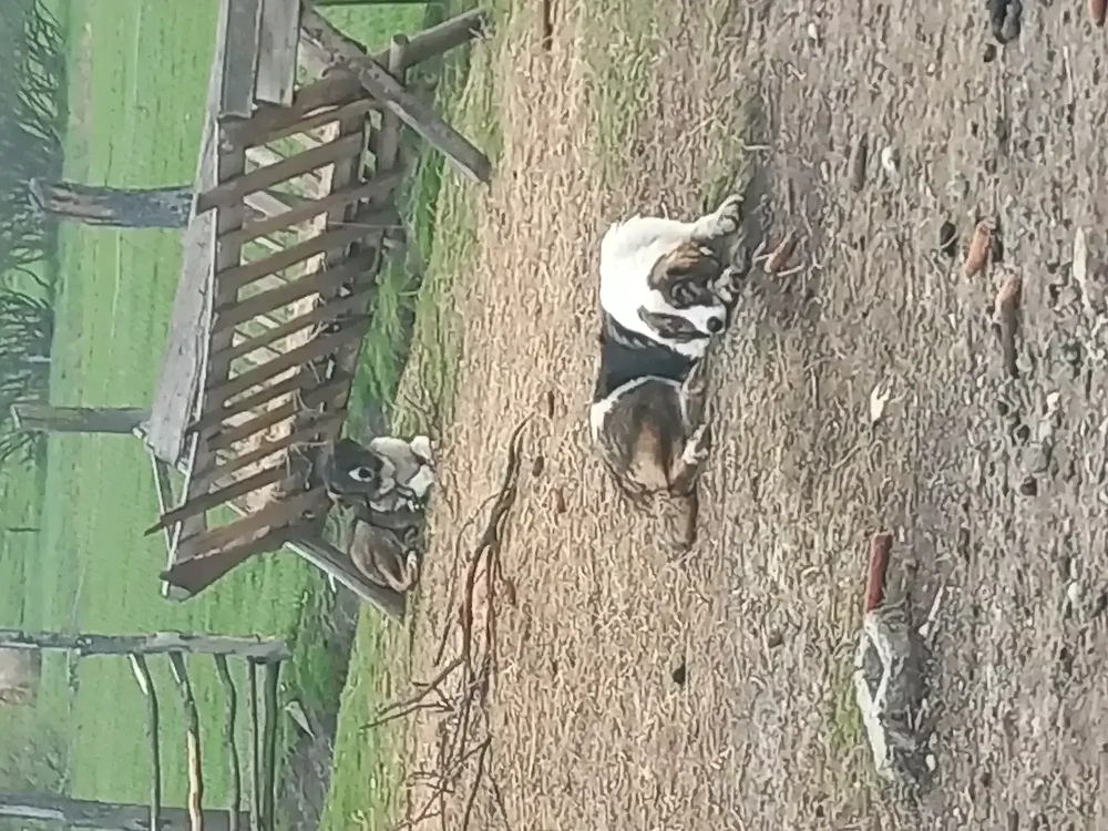 De vânzare doi căței 