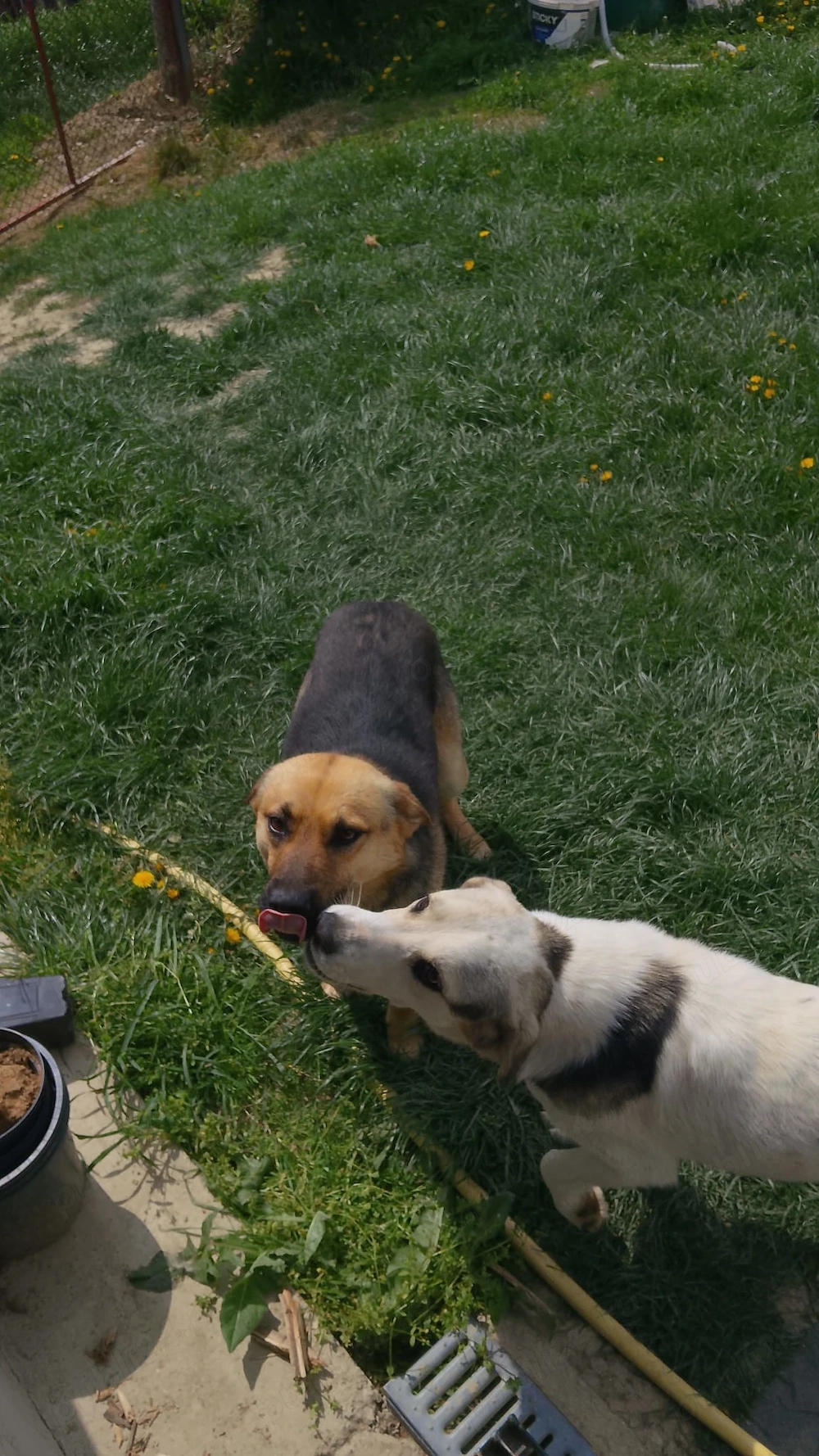 Donez catei spre adoptie