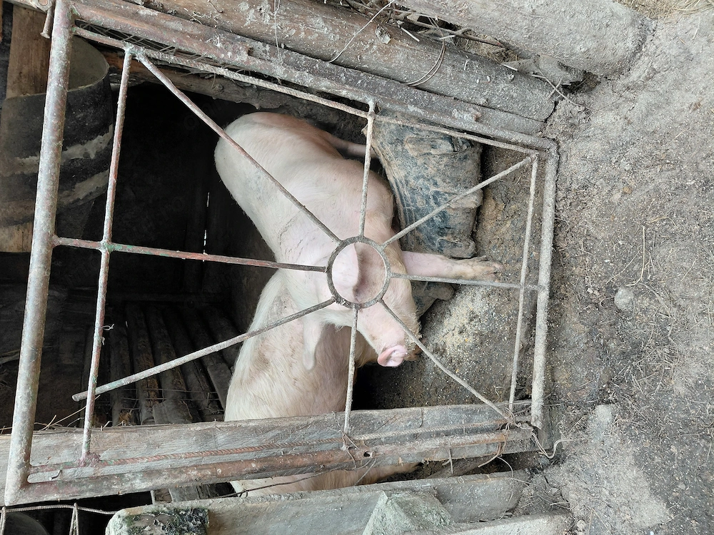 Porci de vanzare . 80 120 de kg 