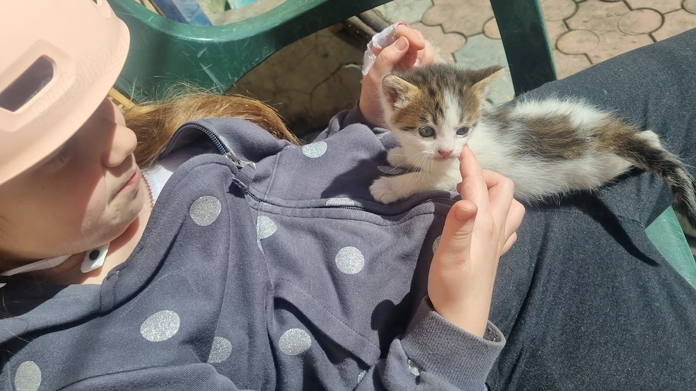 Donez 2 pisici si un motanel