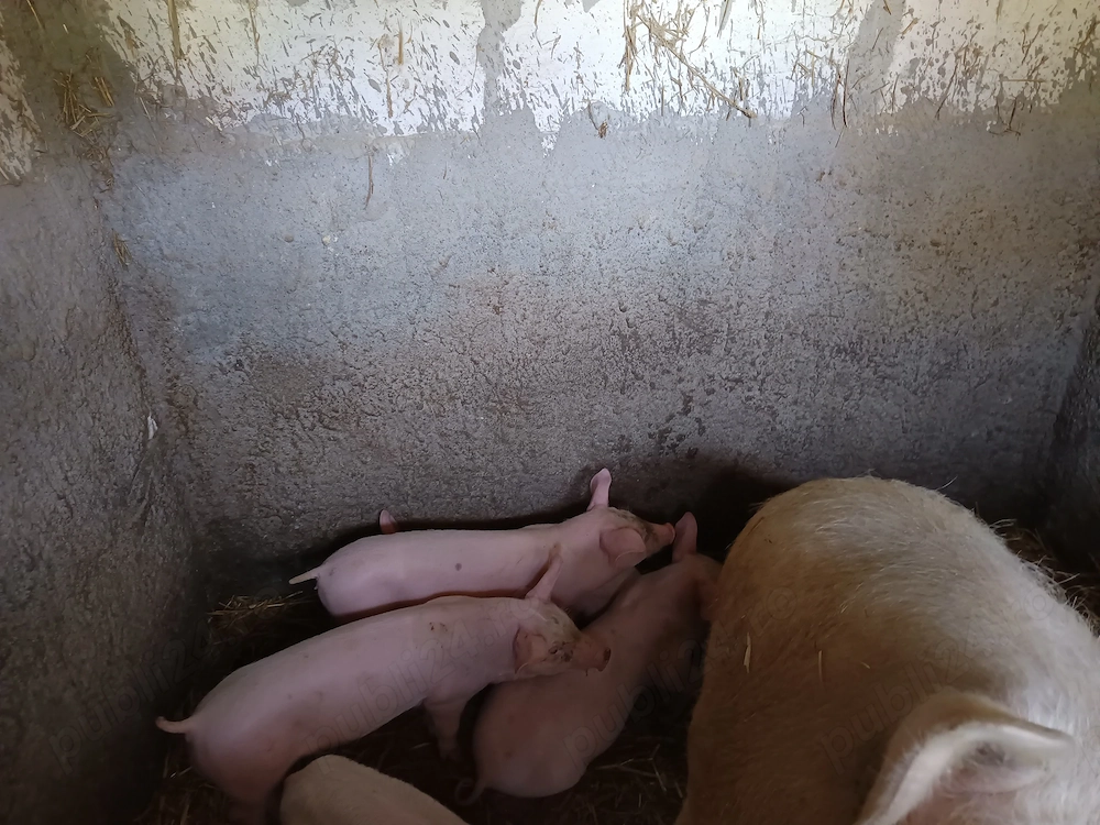 Vând purcei Landrasce cu Marele Alb au 8 săptămâni mănâncă porumb boabe, trifoi și uruială.