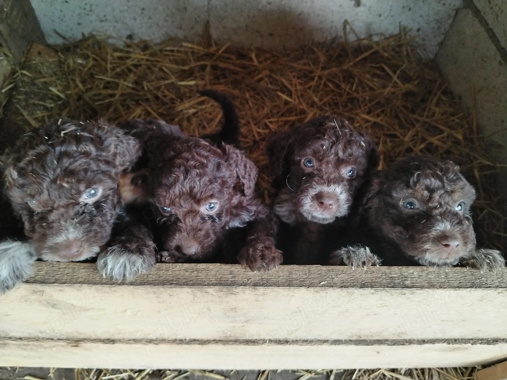 Pui lagotto romagnolo