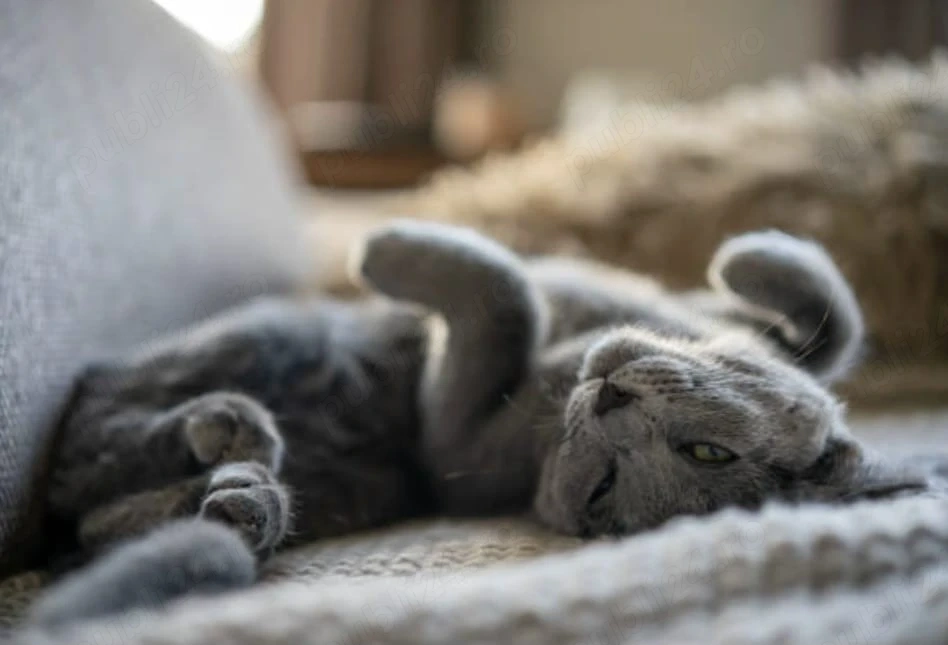 Albastru de rusia pui 