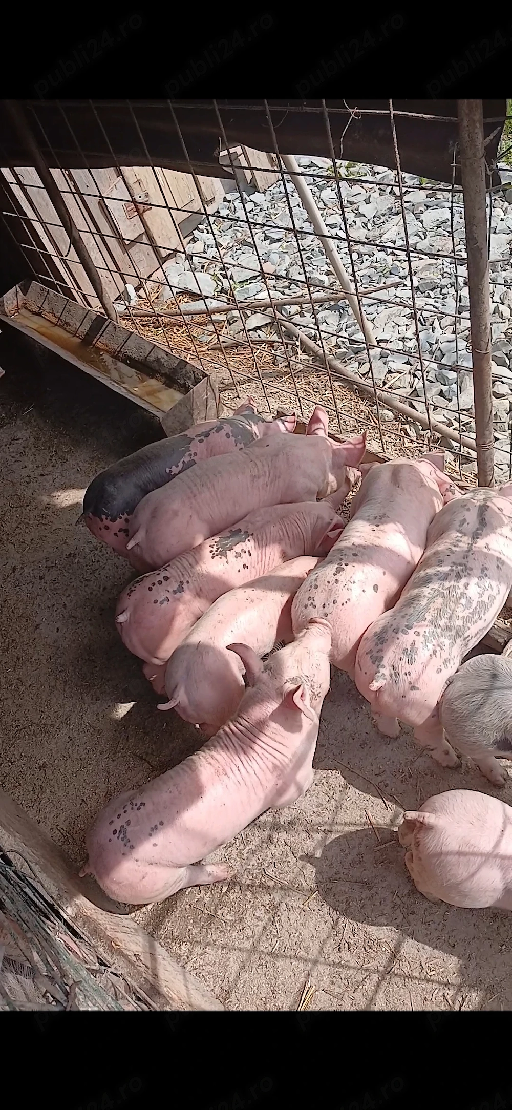 Din data de 25 o să fie disponibili 