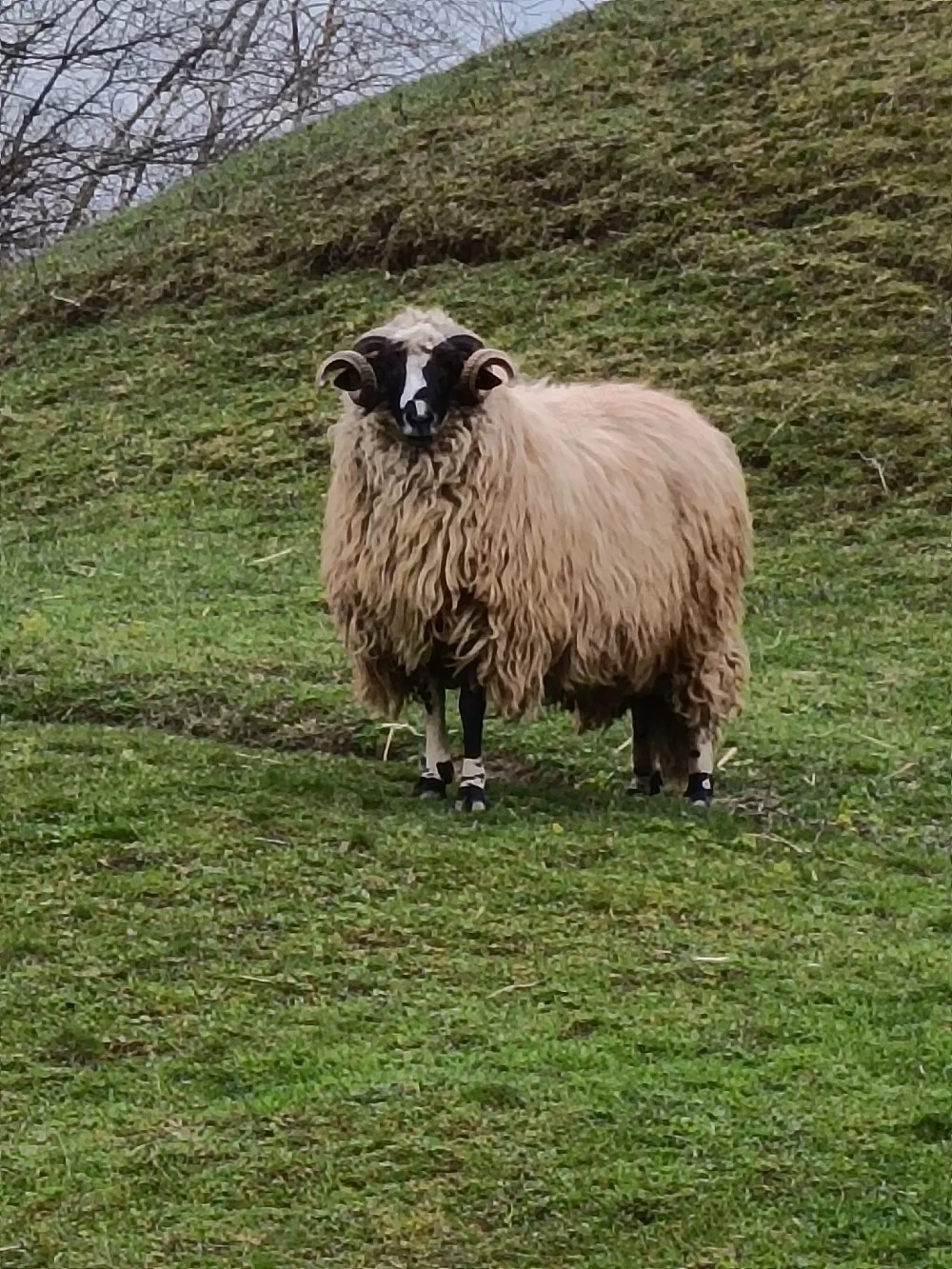 vând oi breze și berbec