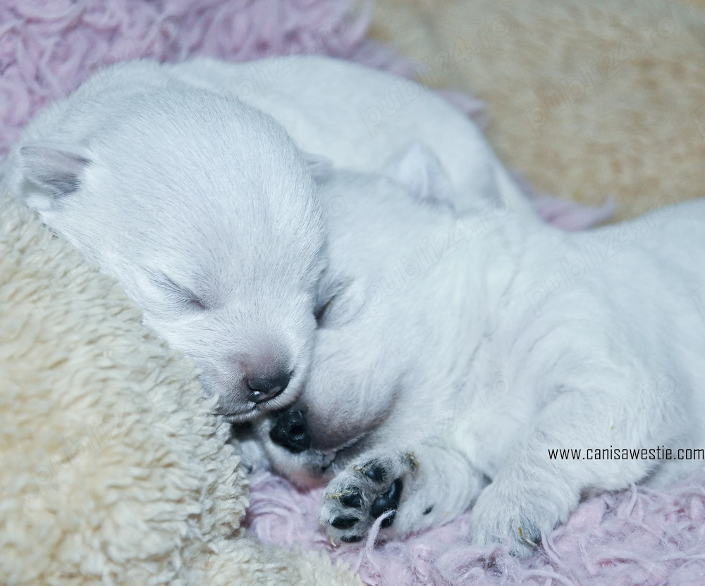 Pui westie cu pedigree