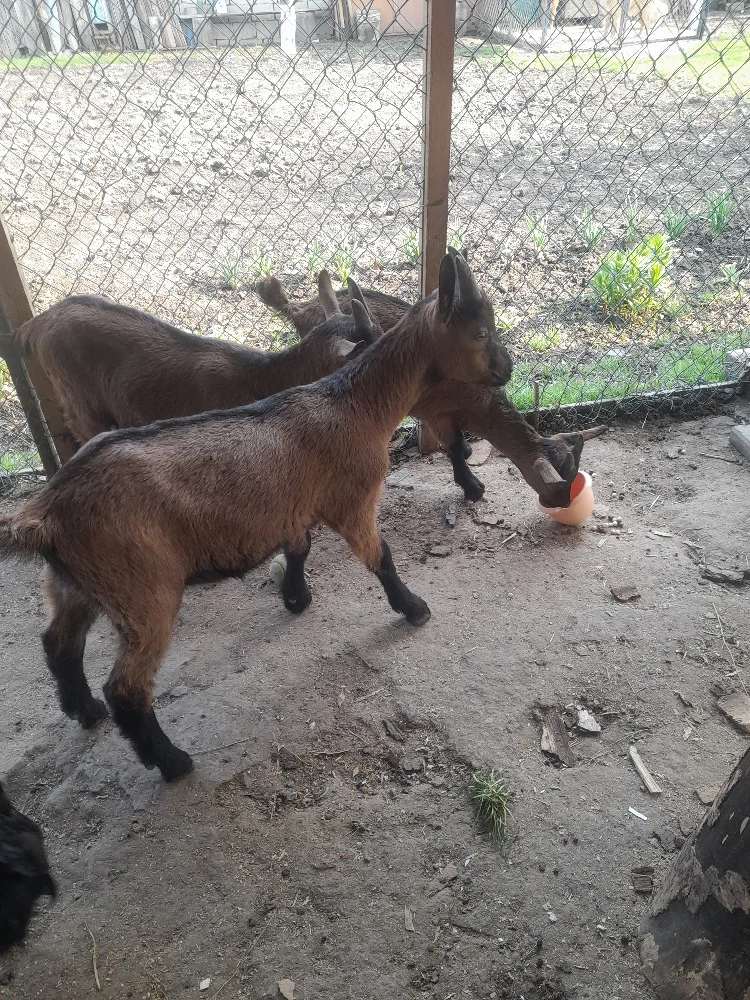 taplsori  alpin francez