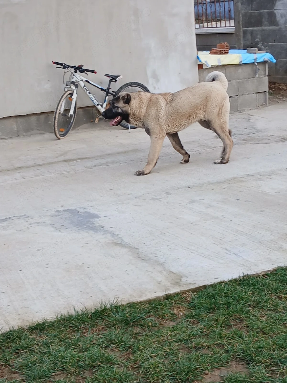 Caini original kangal 