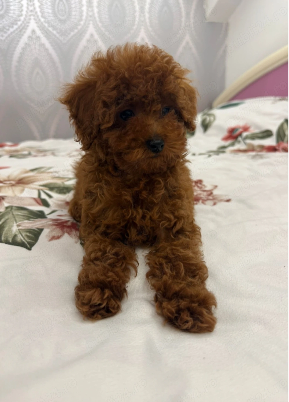 Pudel Caniche Mini Toy 