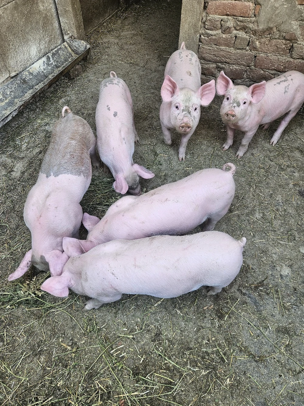 vand purcei 7 saptamani