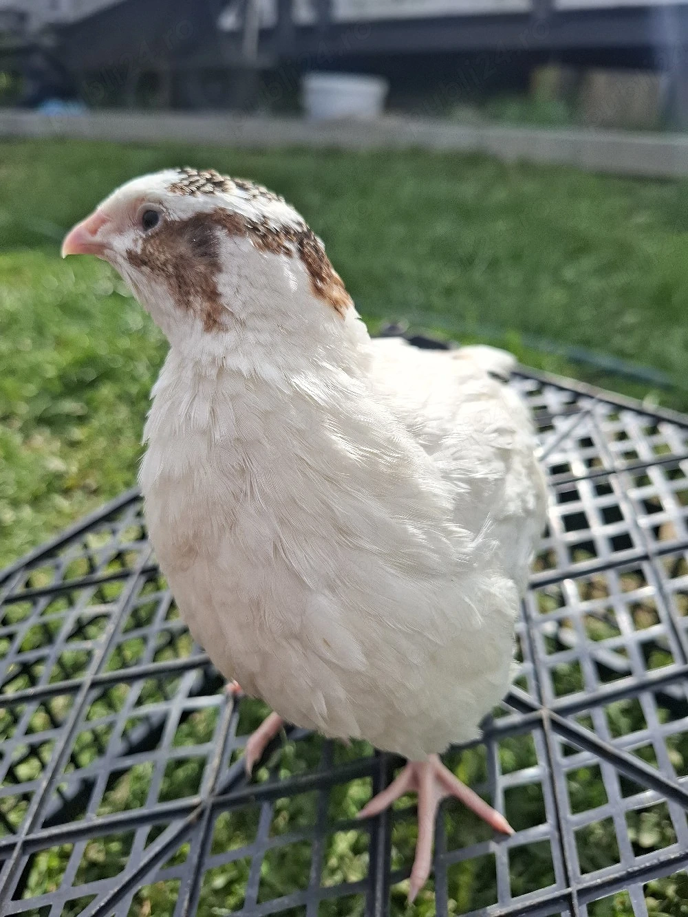 Prepelite Jumbo Gold si Gigant polar