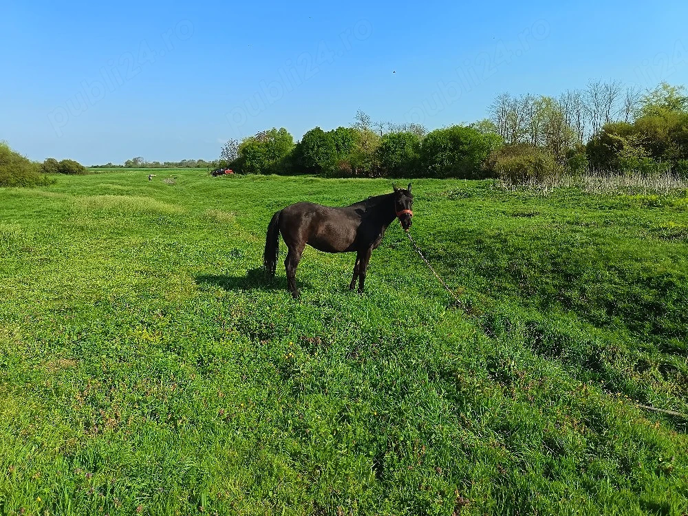 De vânzare iapa in vârsta de 7 ani