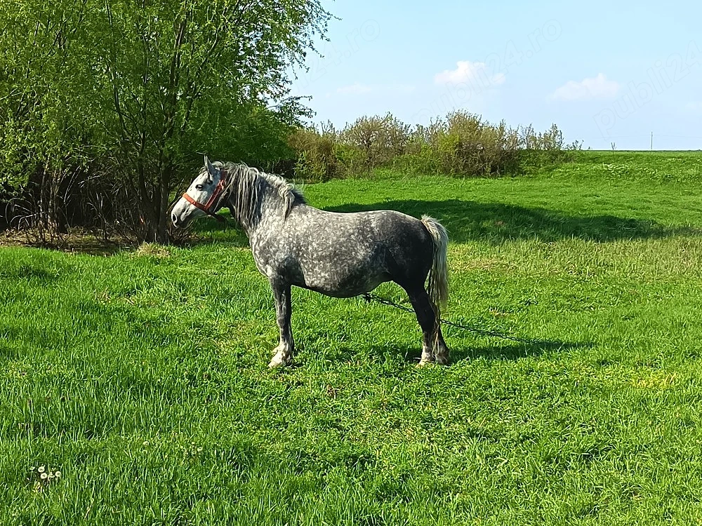 De vânzare iapa in vârsta de 5 ani gestantă sau schimb cu utilaje