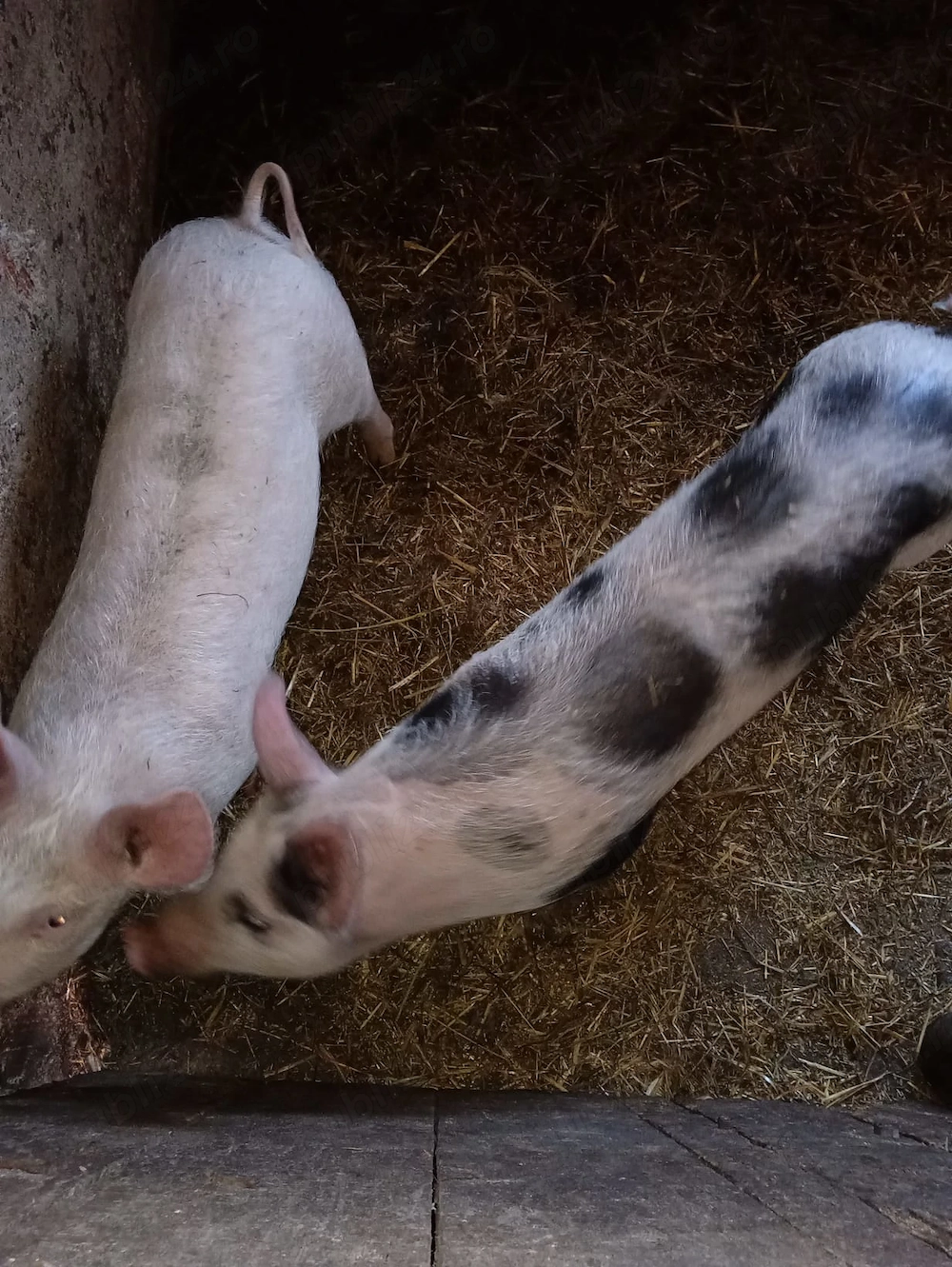 Soldani de vanzare 1500 lei perechea