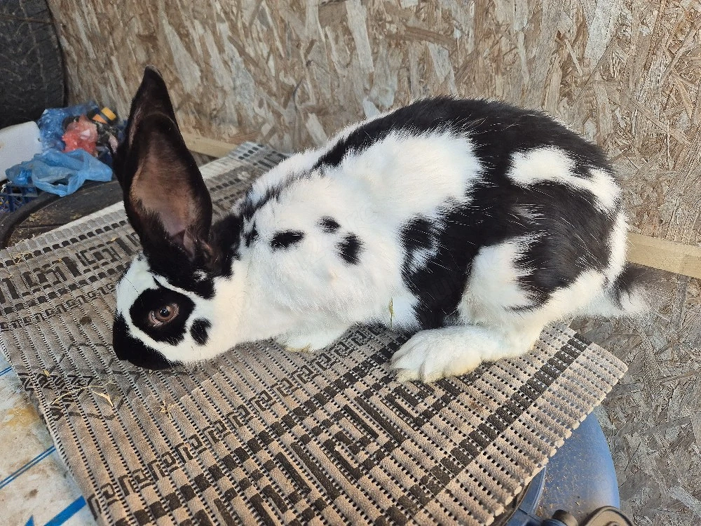 Disponibile doua femele gestante